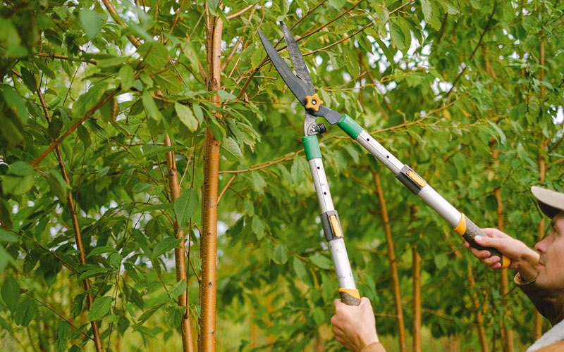 Tree trimming in Strawberry Plains, TN